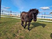 Ponis Ltu008