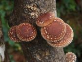 Shiitake grybiena and pjuvenų 4 litrų maišas - nuotraukos Nr. 2