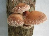 Shiitake grybiena and pjuvenų 4 litrų maišas - nuotraukos Nr. 3