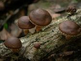 Shiitake grybiena and pjuvenų 4 litrų maišas - nuotraukos Nr. 4