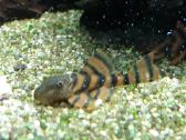 L šamai, pleco, žuvys, žuvytės - nuotraukos Nr. 5