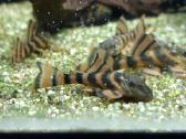 L šamai, pleco, žuvys, žuvytės - nuotraukos Nr. 4