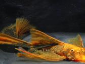 Ancistrus red , yelow