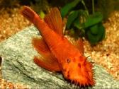 Ancistrus red , yelow - nuotraukos Nr. 2