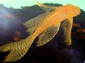 Ancistrus red , yelow - nuotraukos Nr. 3