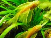 Ancistrus red , yelow - nuotraukos Nr. 4