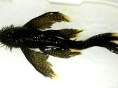 Ancistrus red , yelow - nuotraukos Nr. 6