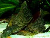 Ancistrus red , yelow - nuotraukos Nr. 7
