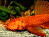 Ancistrus red , yelow - nuotraukos Nr. 8