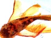 Ancistrus red , yelow - nuotraukos Nr. 9