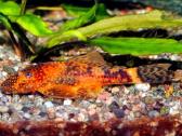 Ancistrus red , yelow - nuotraukos Nr. 10