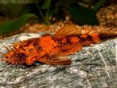 Ancistrus red , yelow - nuotraukos Nr. 11
