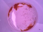 Ancistrus red , yelow - nuotraukos Nr. 12