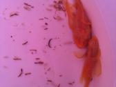 Ancistrus red , yelow - nuotraukos Nr. 14
