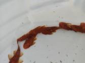 Ancistrus red , yelow - nuotraukos Nr. 15
