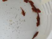 Ancistrus red , yelow - nuotraukos Nr. 16