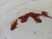 Ancistrus red , yelow - nuotraukos Nr. 17