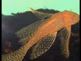 Ancistrus red , yelow - nuotraukos Nr. 20