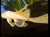 Ancistrus red , yelow - nuotraukos Nr. 21
