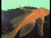 Ancistrus red , yelow - nuotraukos Nr. 22