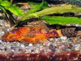 Ancistrus red , yelow - nuotraukos Nr. 24