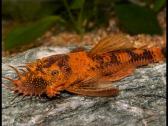 Ancistrus red , yelow - nuotraukos Nr. 25