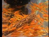 Ancistrus red , yelow - nuotraukos Nr. 27