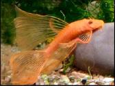 Ancistrus red , yelow - nuotraukos Nr. 28