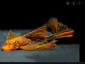 Ancistrus red , yelow - nuotraukos Nr. 29