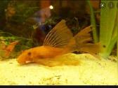 Ancistrus red , yelow - nuotraukos Nr. 30