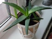 Alijošiai (lot. Aloe arborescens, Aloe maculata) - nuotraukos Nr. 4
