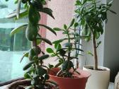 Storalapis (laimės medis) (lot. Crassula)