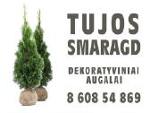 Tujos smaragd itin vešli laja Vilnius-kaunas - nuotraukos Nr. 10