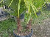 Palmes Trachycarpus exselsia fortune - nuotraukos Nr. 4