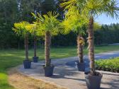 Palmes Trachycarpus exselsia fortune - nuotraukos Nr. 6