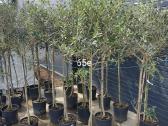 Palmes Trachycarpus exselsia fortune - nuotraukos Nr. 8