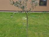 Palmes Trachycarpus exselsia fortune - nuotraukos Nr. 9