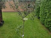 Palmes Trachycarpus exselsia fortune - nuotraukos Nr. 10