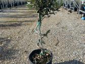 Palmes Trachycarpus exselsia fortune - nuotraukos Nr. 11