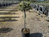 Palmes Trachycarpus exselsia fortune - nuotraukos Nr. 12