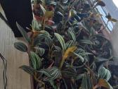 Ludisija discolor-orchidėja - nuotraukos Nr. 5