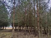 Parduodu mišką,jaunuolyną,išsikirtimui,klaipėdos r - nuotraukos Nr. 3