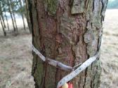 Parduodu mišką,jaunuolyną,išsikirtimui,klaipėdos r - nuotraukos Nr. 4