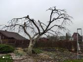 Gyvatvorių karpymas ir koregavimas - nuotraukos Nr. 30