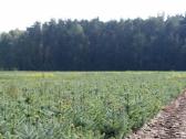 Eglučių, eglių, kėnių, spygliuočių, sodinukai - nuotraukos Nr. 11