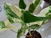 Syngonium Amerald Gem kolekcinis augalas.arba Alba - nuotraukos Nr. 6