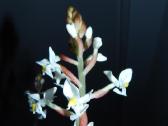 Ludisija discolor-orchidėja - nuotraukos Nr. 7