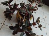 Ludisija discolor-orchidėja - nuotraukos Nr. 9