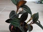 Ludisija discolor-orchidėja - nuotraukos Nr. 10