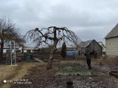 Vaismedžių genėjimas, gyvatvorių karpymas - nuotraukos Nr. 16